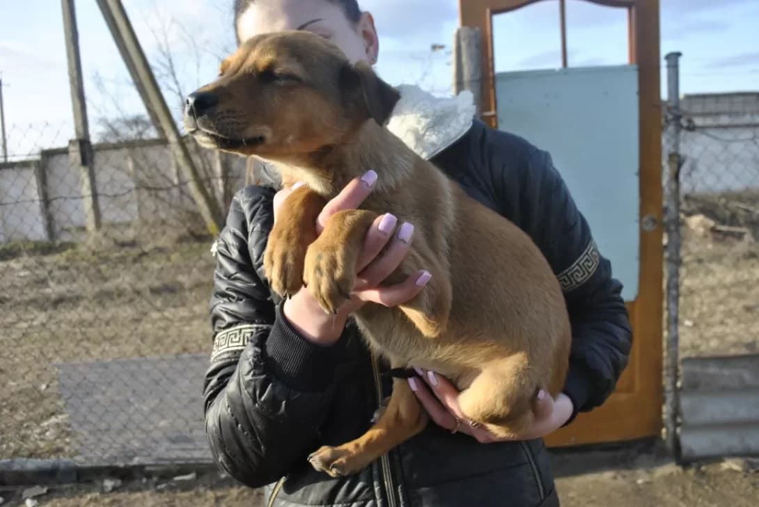 Baruk, brown male Mixed Breed for adoption at Adoptamics