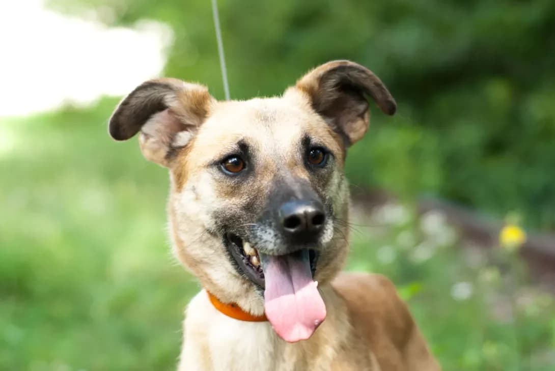 Dora (Niti) (Дора (Ніті)), Mixed Breed (Happy Paw Kyiv Oblast)