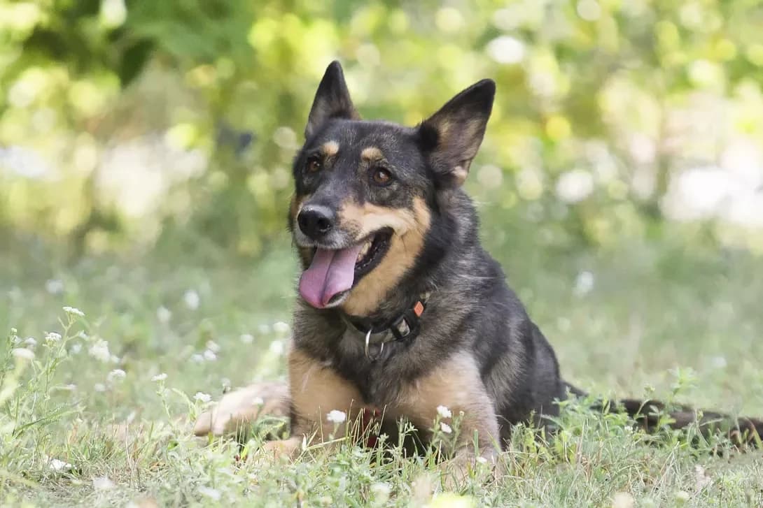 Zita (Зіта), Mixed Breed (Happy Paw Kyiv Oblast)