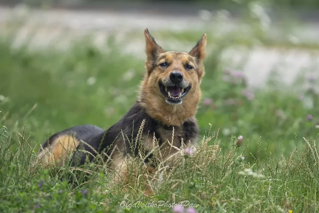 Pallada (Паллада), Mixed Breed (Happy Paw Kyiv Oblast)
