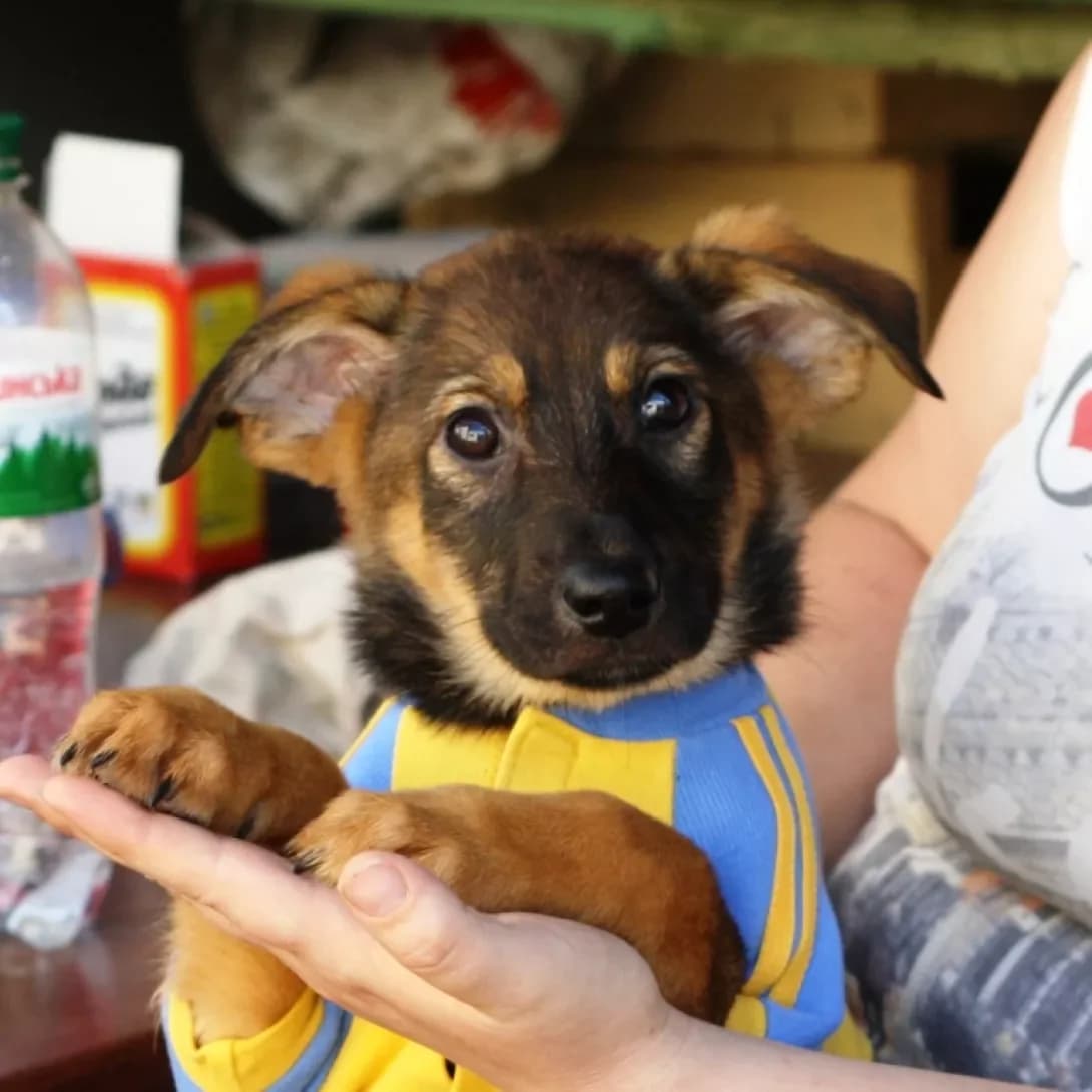 Raila, Mixed Breed (Adoptamics)