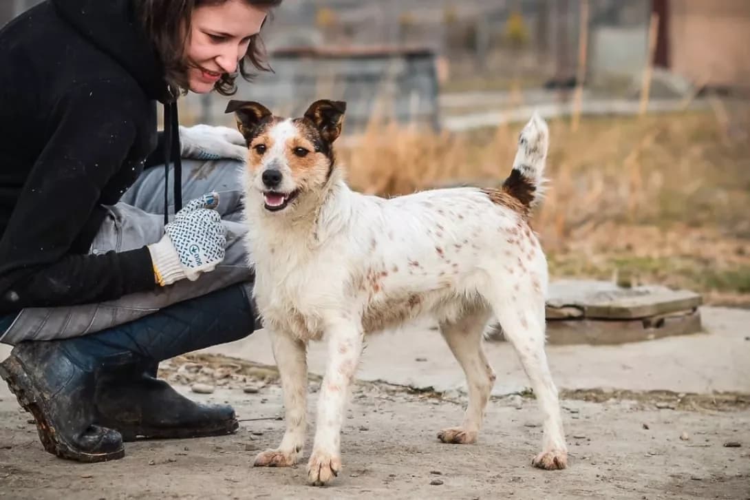Sara, Mixed Breed (Adoptamics)