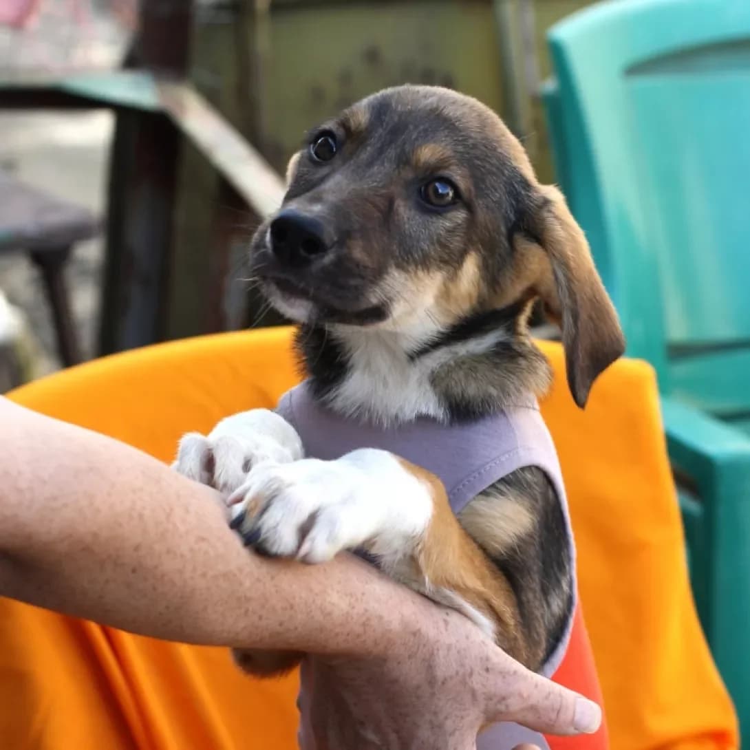 Lufi, Mixed Breed (Adoptamics)