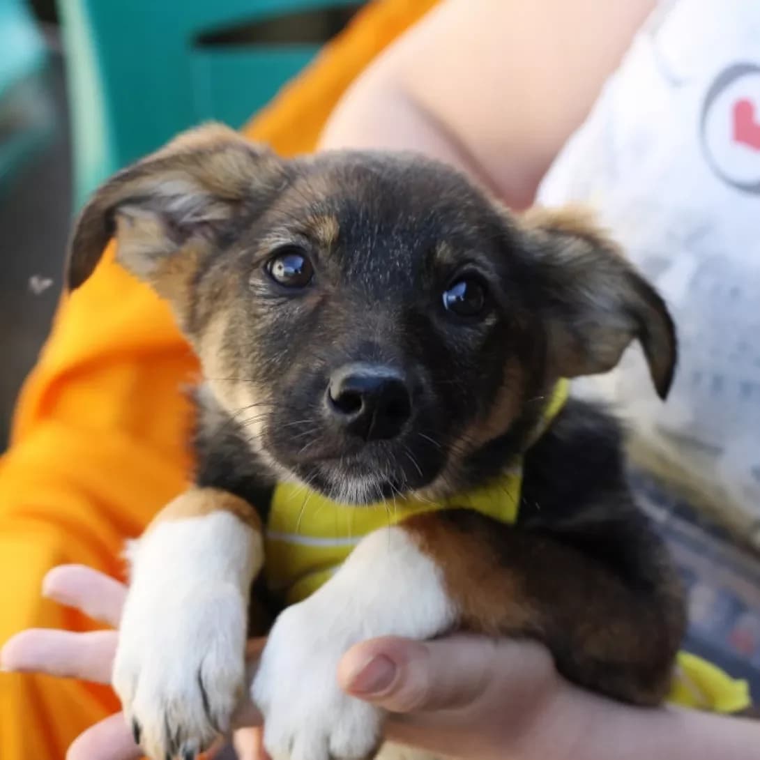 Javier, Mixed Breed (Adoptamics)