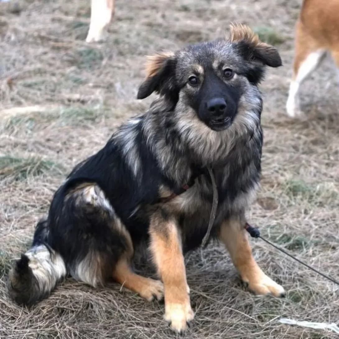 Rubi, Mixed Breed (Adoptamics)