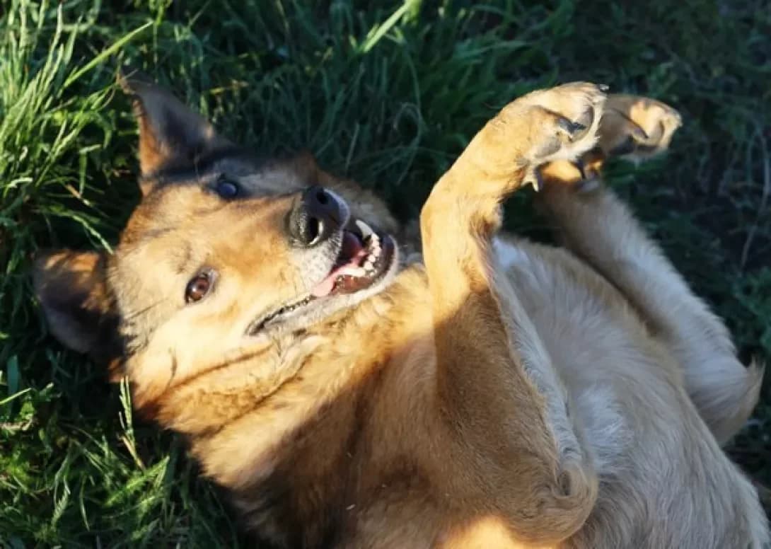 Cornelius, Mixed Breed (Adoptamics)