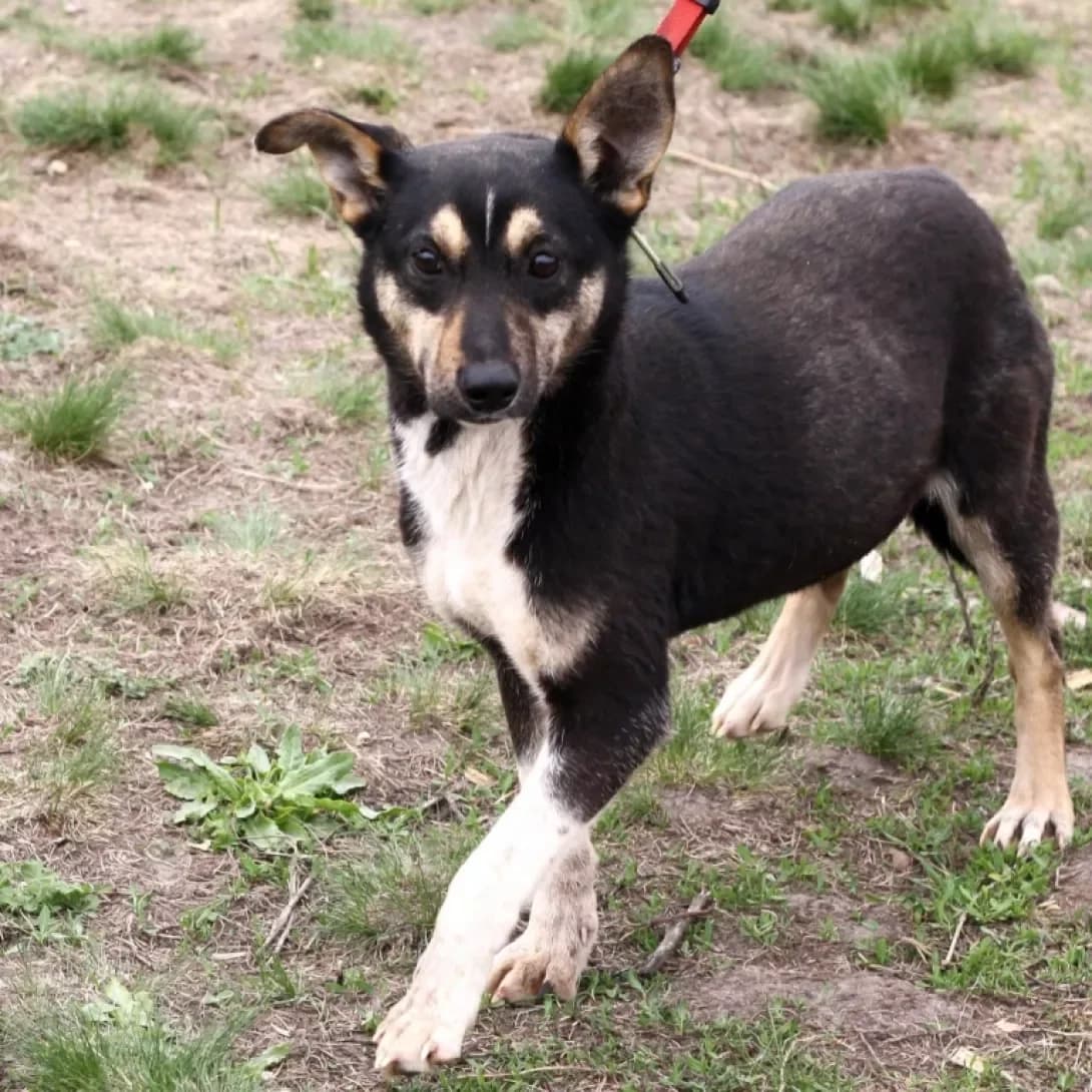 Mario, Mixed Breed (Adoptamics)