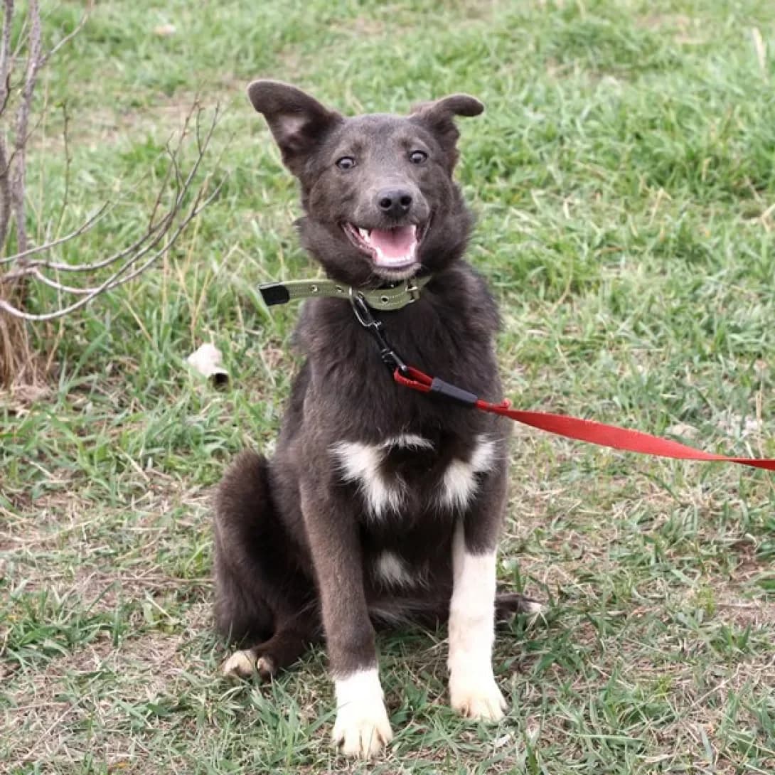 Luigi, Mixed Breed (Adoptamics)