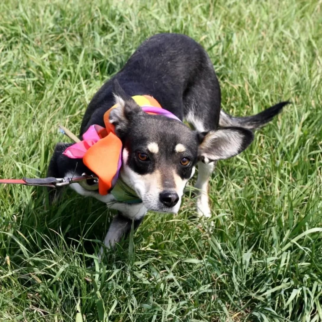 Africa, Mixed Breed (Adoptamics)