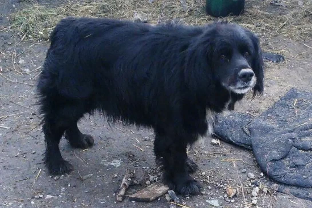 Milu, Mixed Breed (Adoptamics)