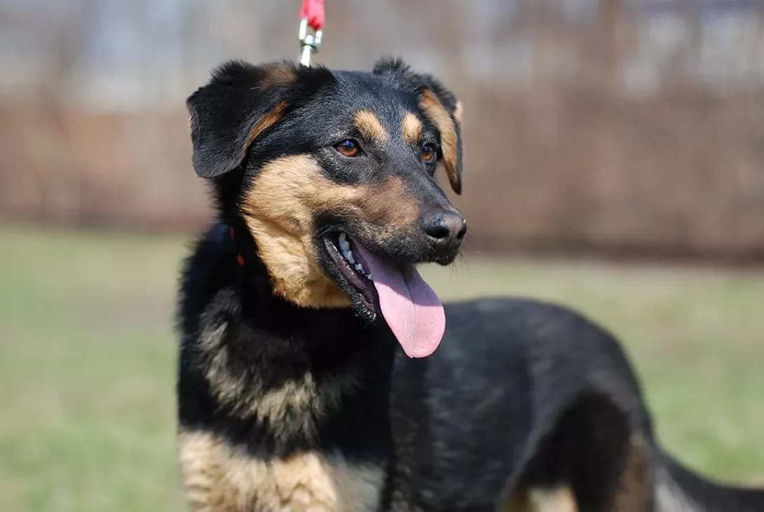Dinara (Дінара), female senior Mixed Breed for adoption at Happy Paw Kyiv Oblast