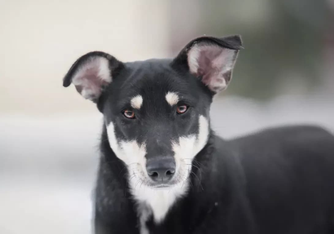 Zaza (Заза), Mixed Breed (Happy Paw Kyiv Oblast)
