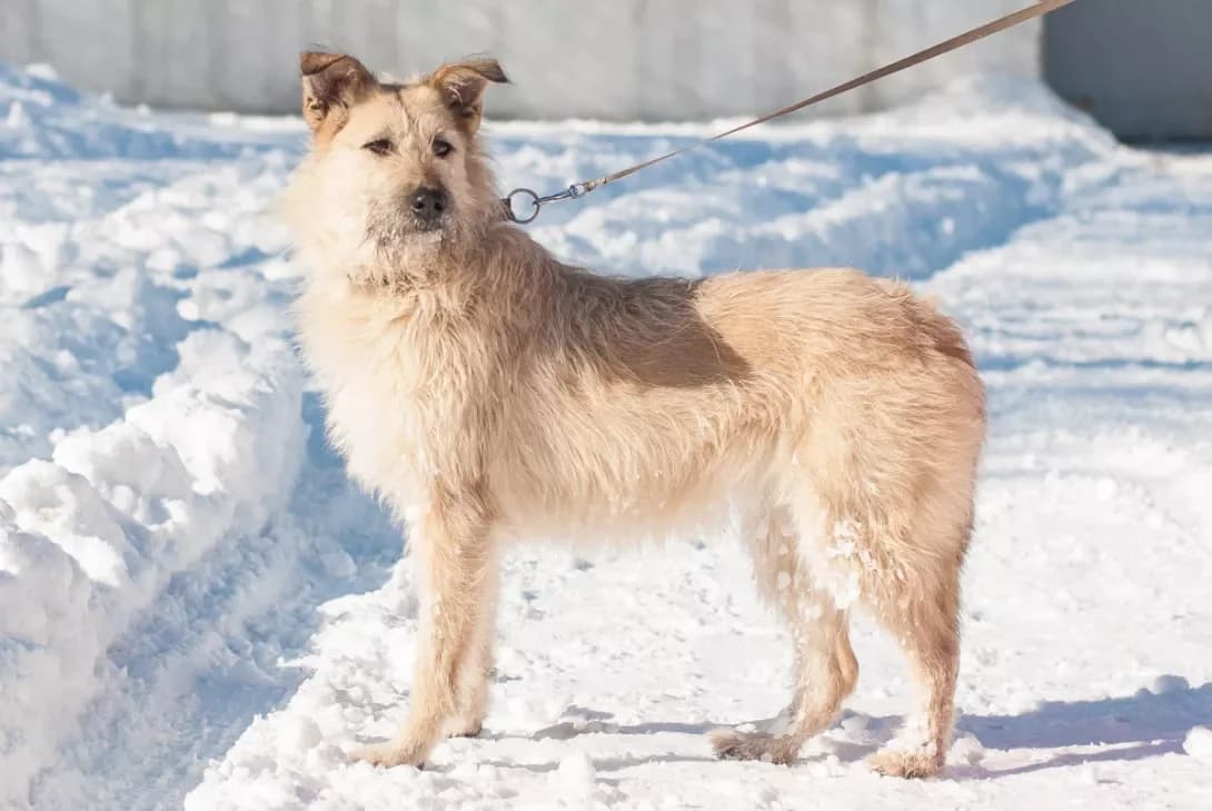Dori (Дорі), Mixed Breed (Happy Paw Kyiv Oblast)