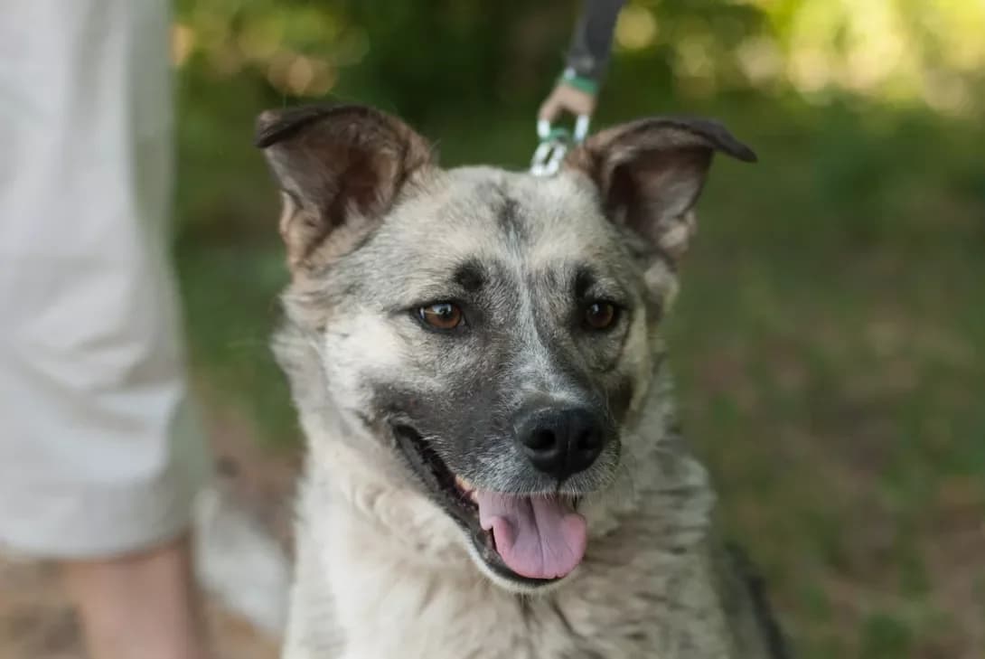 Tosya (Тося), Mixed Breed (Happy Paw Kyiv Oblast)