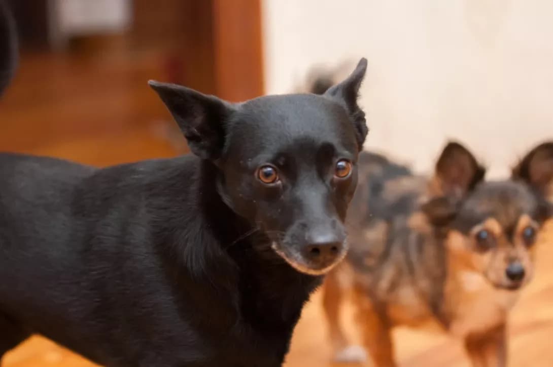 Chara (Чара), Mixed Breed (Happy Paw Kyiv Oblast)