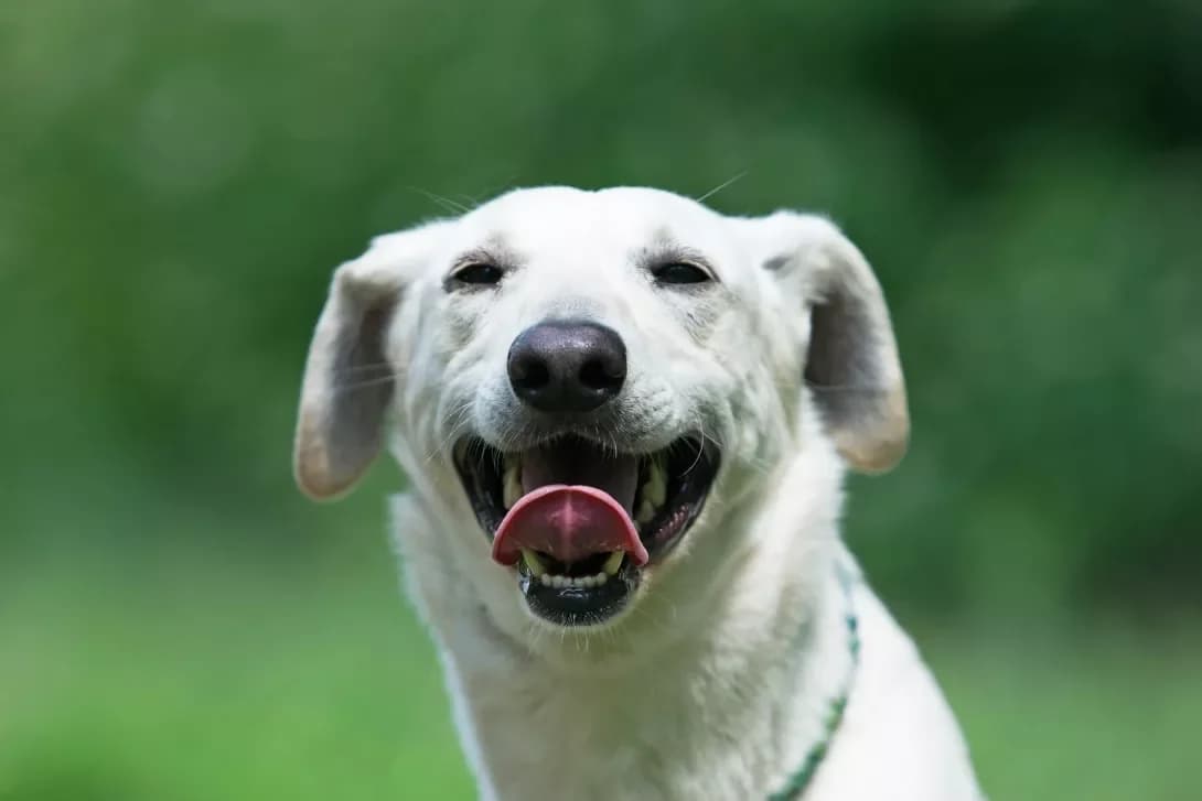 Troy (Трой), Mixed Breed (Happy Paw Kyiv Oblast)