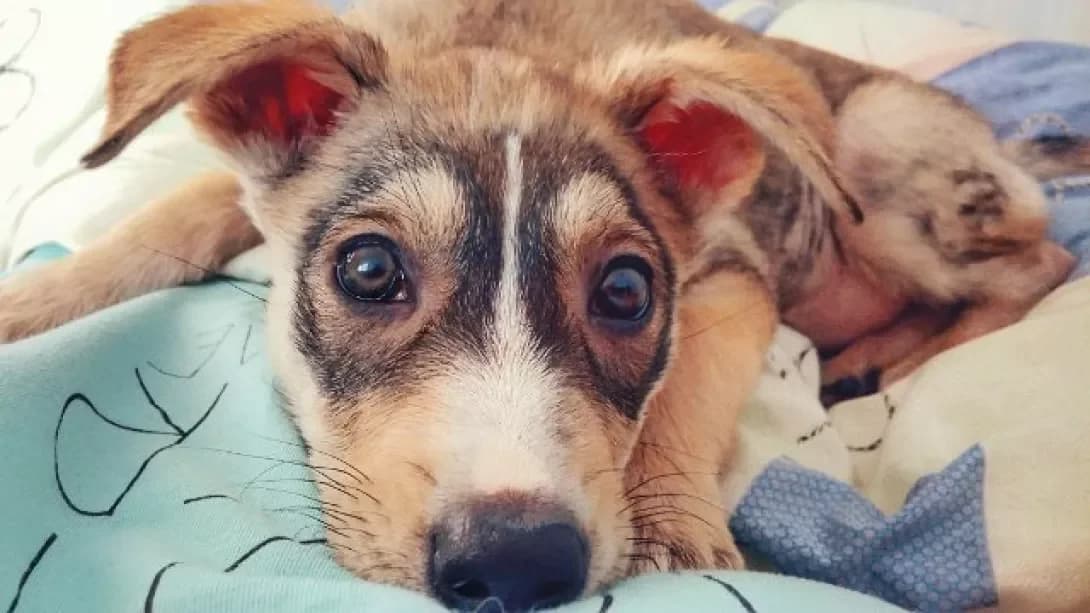 Iriska (Іриска), female senior Mixed Breed for adoption at Happy Paw Ternopil Oblast