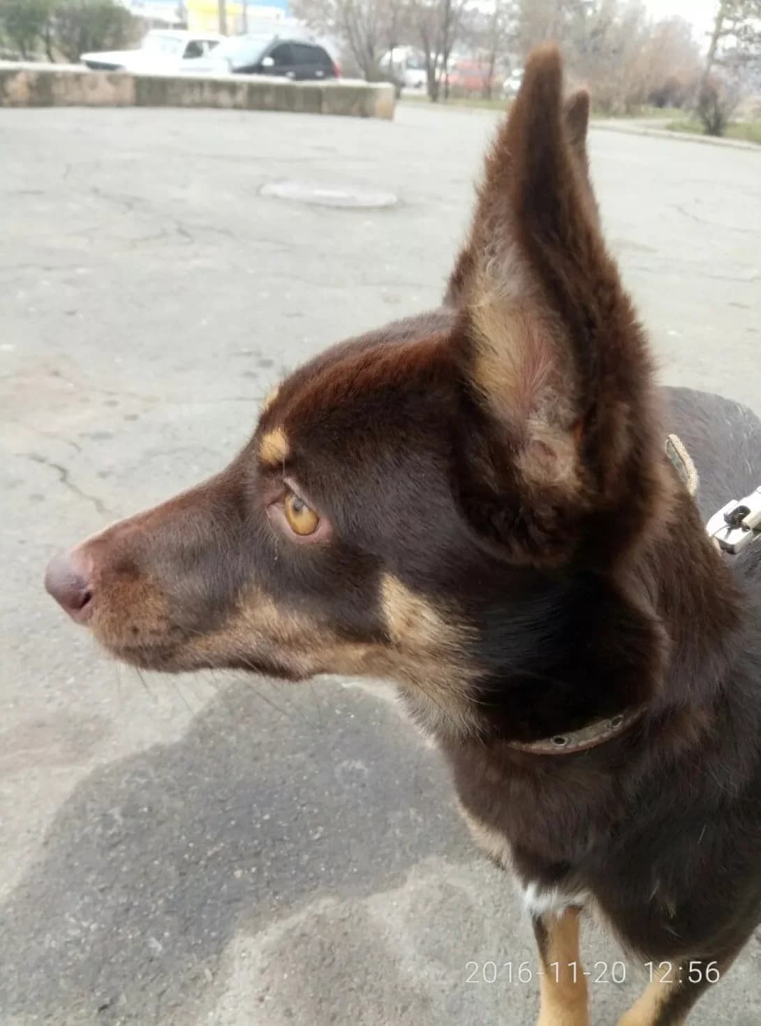 Lakki (Лакки), female senior Mixed Breed for adoption at Happy Paw Dnipro