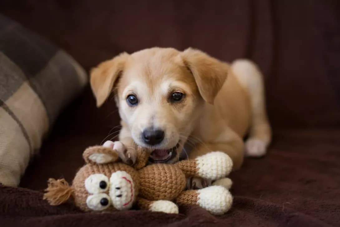 Abrikoska (Абрикоска), female senior Mixed Breed for adoption at Happy Paw Odesa