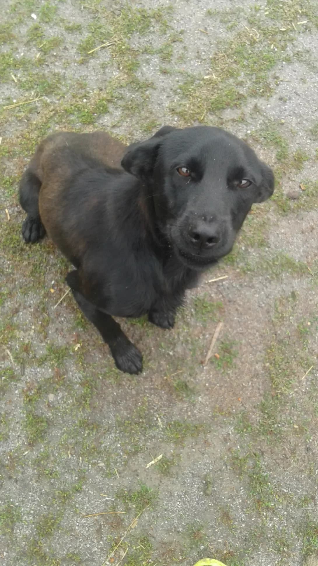 Stich (Стіч), male senior Mixed Breed for adoption at Happy Paw Vinnytsia Oblast