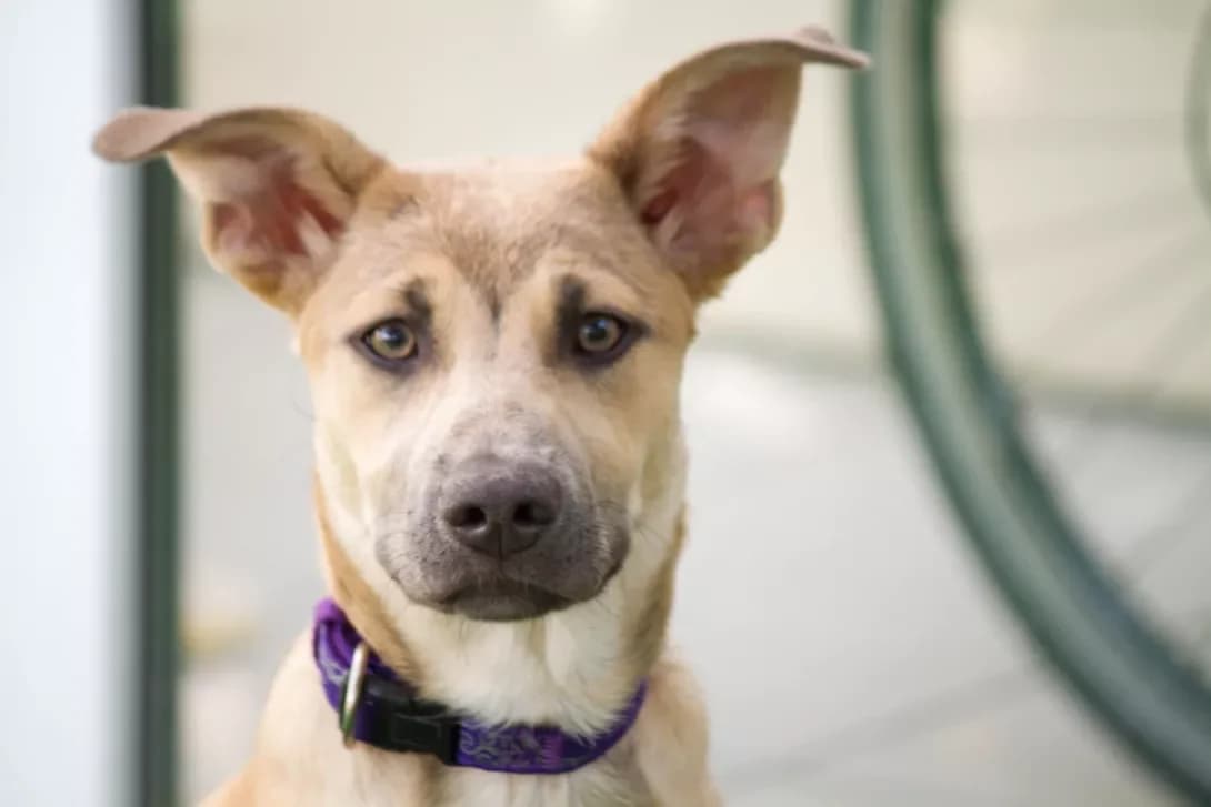 Bonya (Боня), female senior Mixed Breed for adoption at Happy Paw Odesa