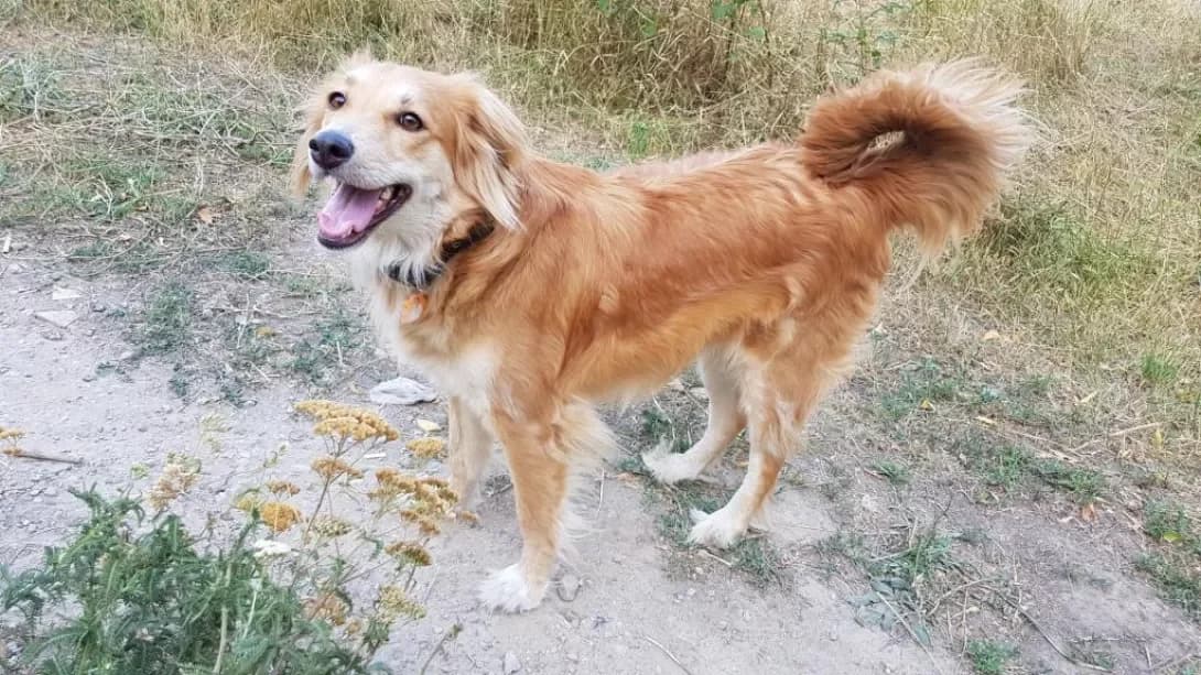 Alisa (Алиса), female senior Mixed Breed for adoption at Happy Paw Zaporizhzhia
