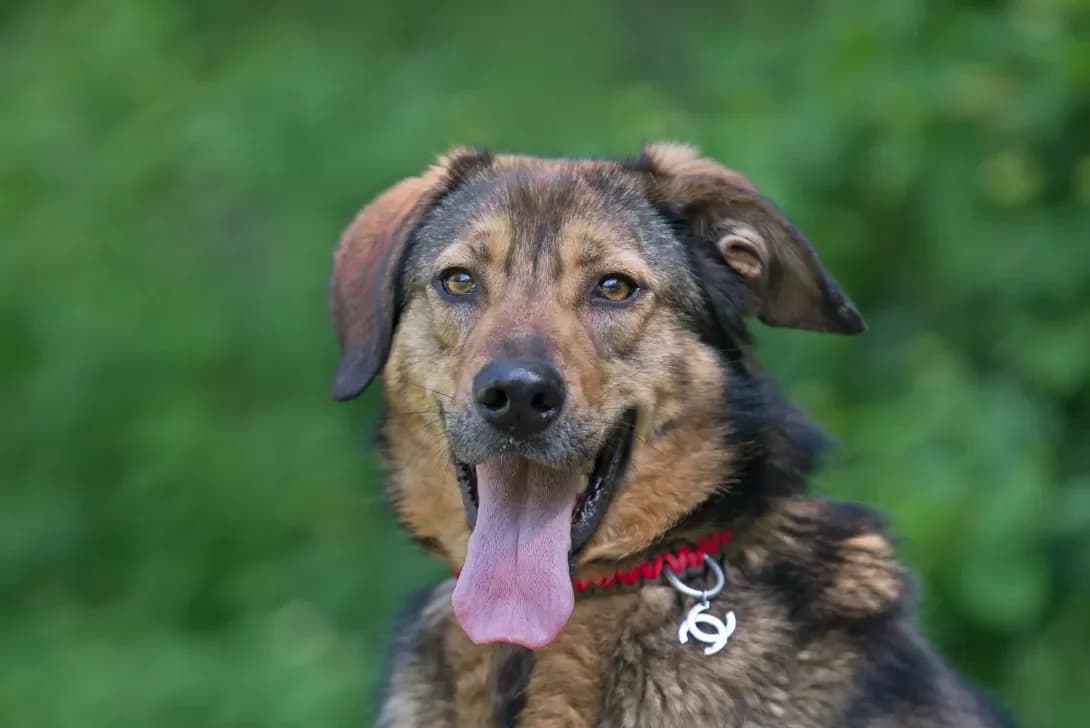 Frutta (Фрутта), Mixed Breed (Happy Paw Kyiv Oblast)