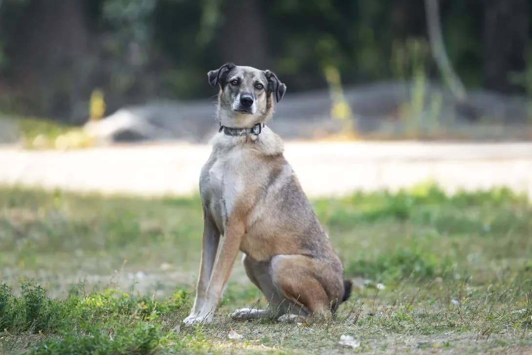 Uniti (Уніті), Mixed Breed (Happy Paw Kyiv Oblast)