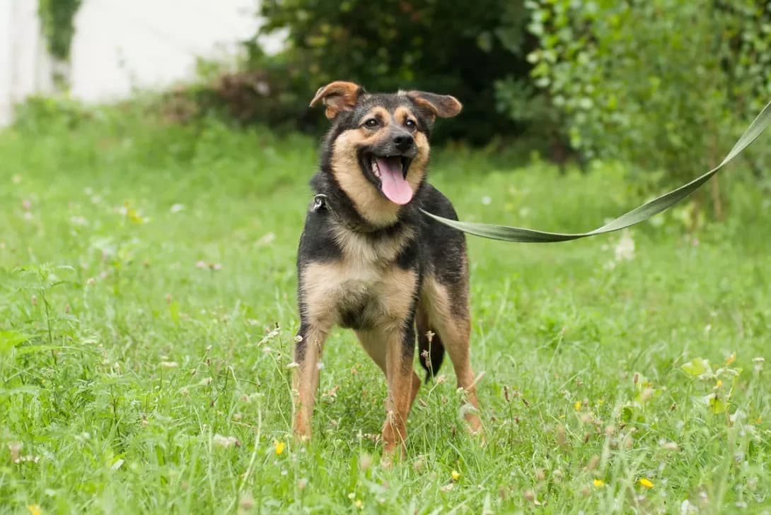 Yunkay (Юнкай), Mixed Breed (Happy Paw Kyiv Oblast)
