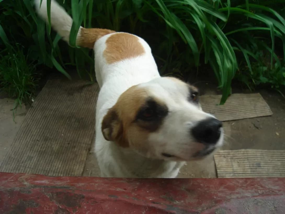 Basya (Бася), female senior Mixed Breed for adoption at Happy Paw Lviv