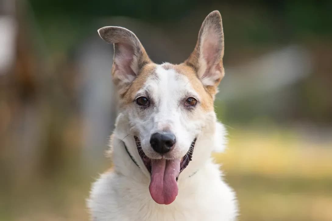 Meyson (Мейсон), Mixed Breed (Happy Paw Kyiv Oblast)