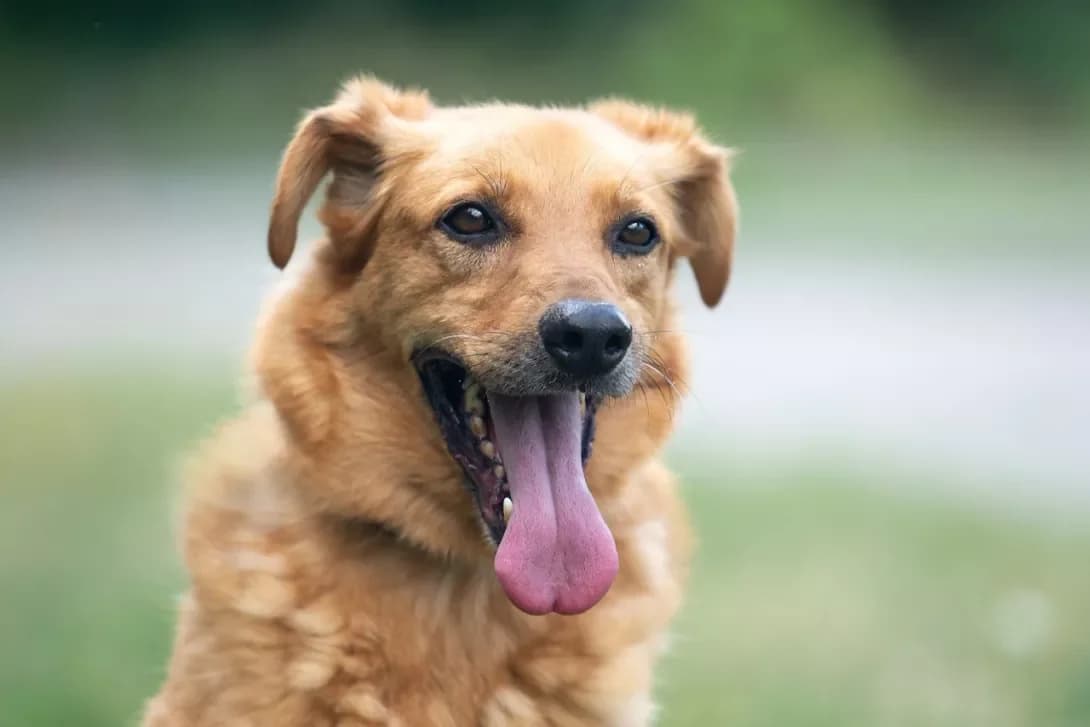 Fild (Філд), Mixed Breed (Happy Paw Kyiv Oblast)