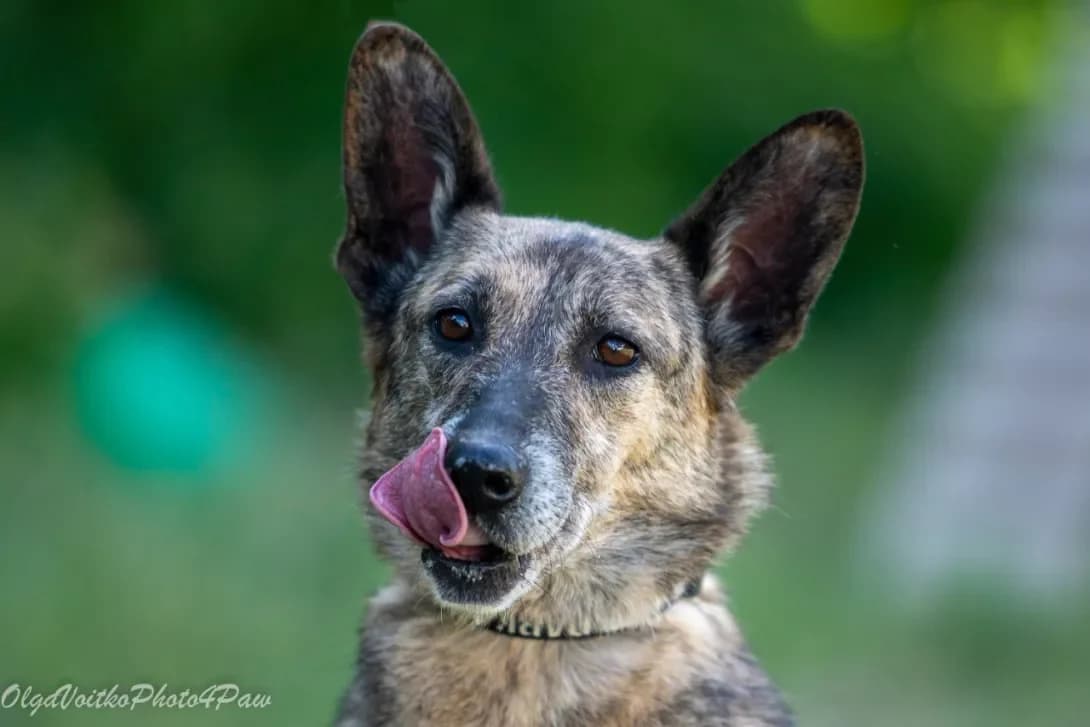 Khammi (Хаммі), Mixed Breed (Happy Paw Kyiv Oblast)