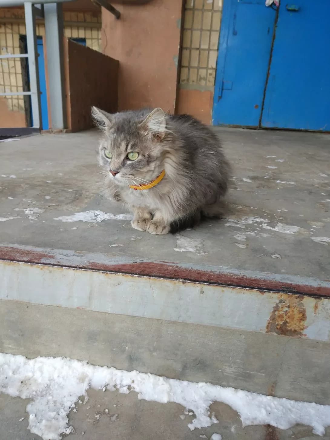 Mishka (Мішка), male senior Mixed Breed for adoption at Happy Paw Kharkiv