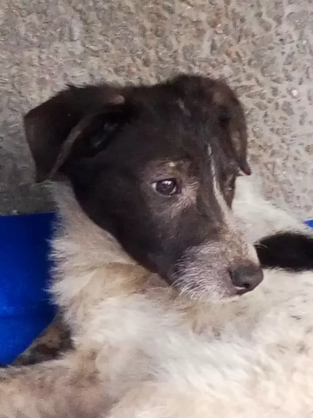 Laki (Лакі), Mixed Breed (Happy Paw Kyiv Oblast)