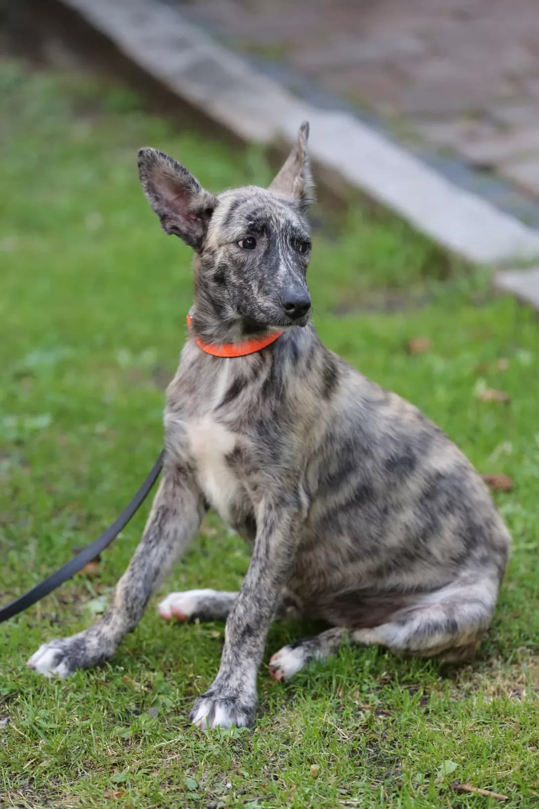 Fiona (Фіона), female senior Mixed Breed for adoption at Happy Paw Lviv