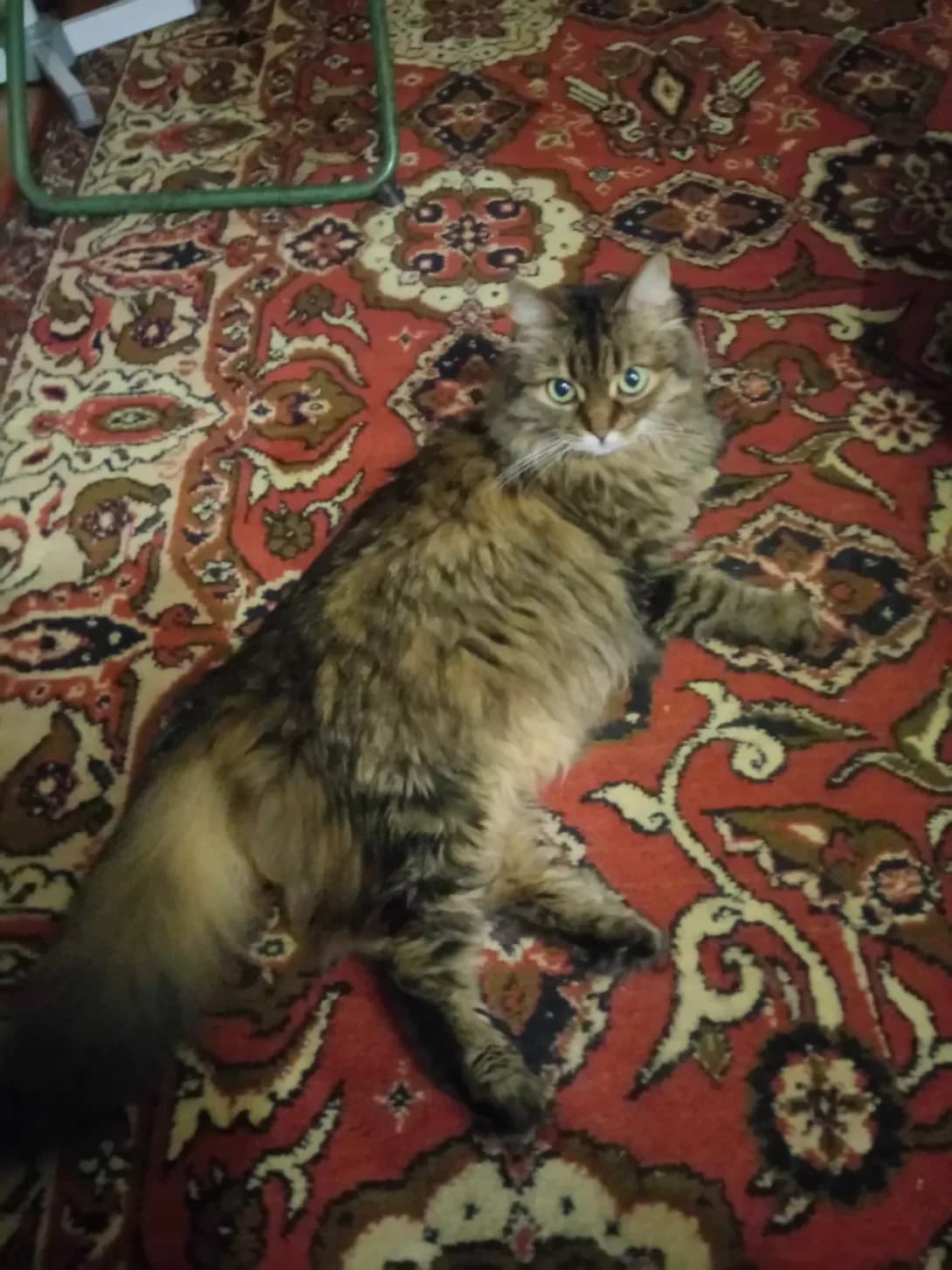Sima (Сима), female senior Mixed Breed for adoption at Happy Paw Kyiv Oblast