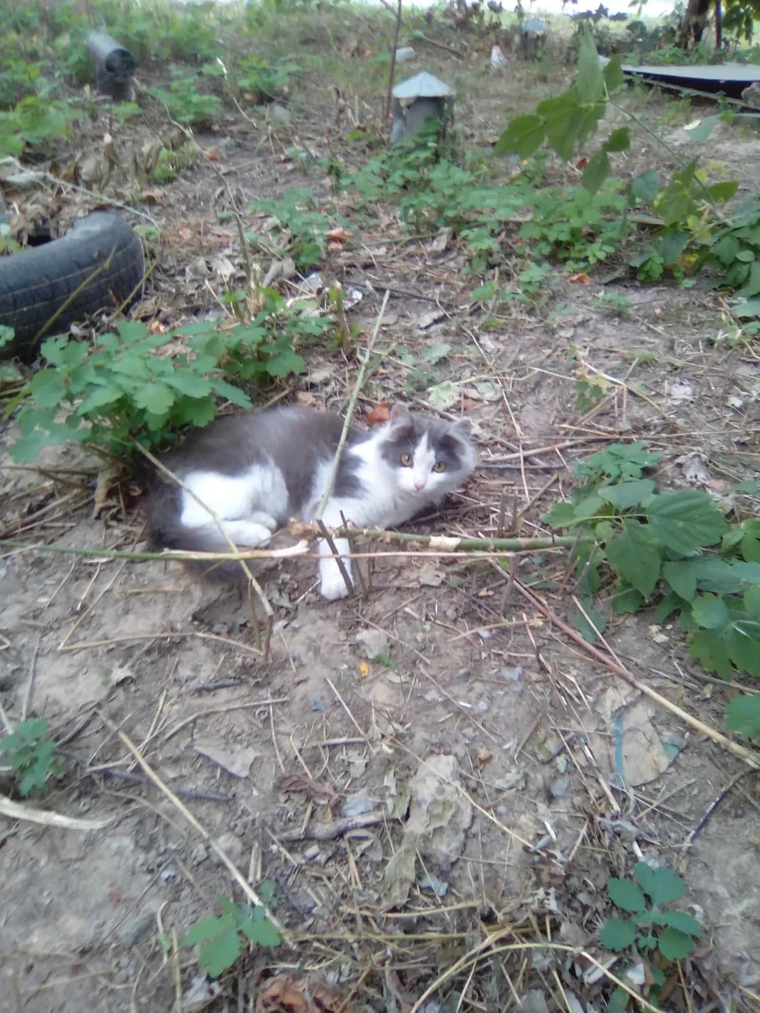 Markiza (Маркіза), female senior Mixed Breed for adoption at Happy Paw Kyiv Oblast