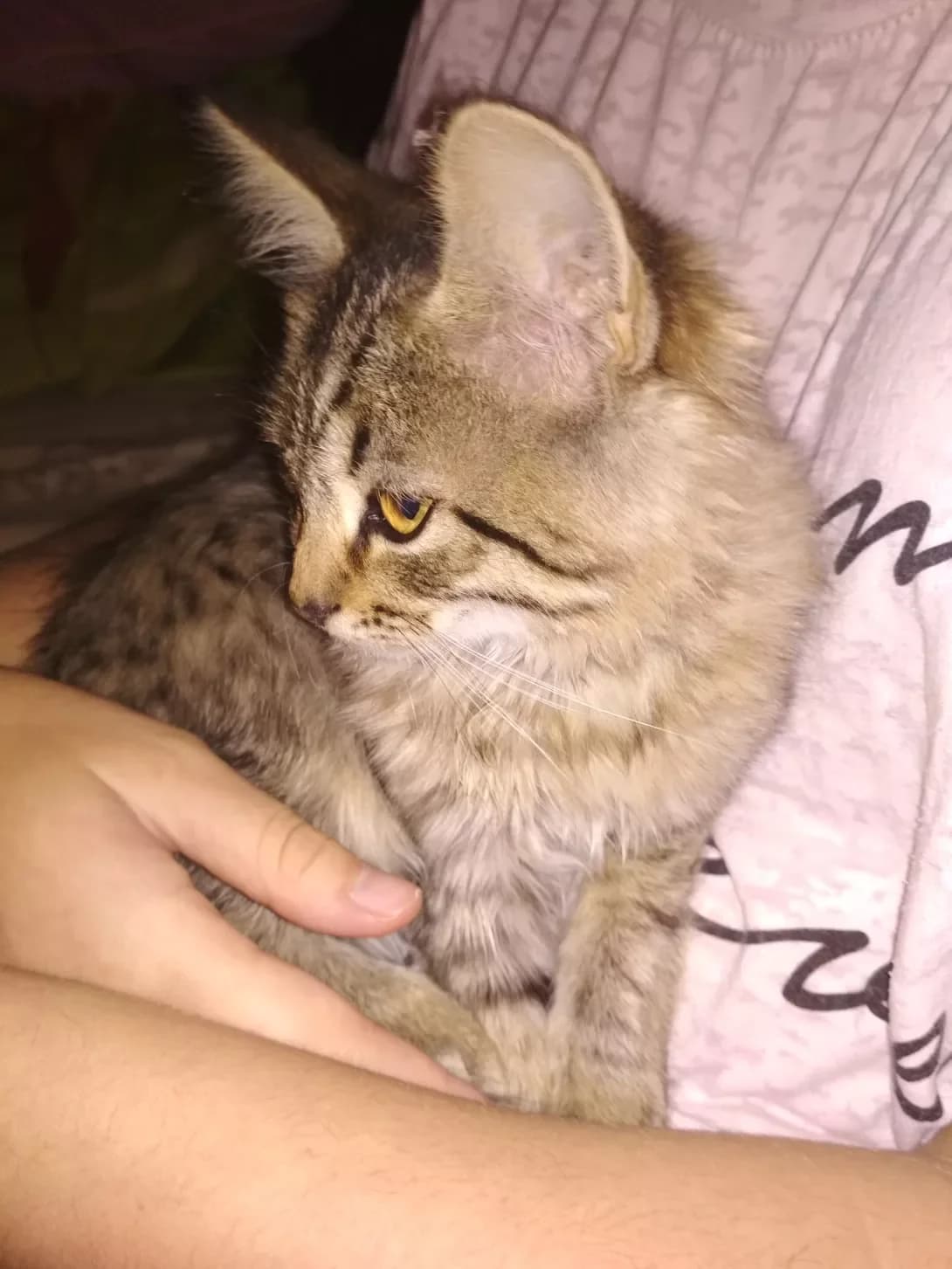 Nemaye (Немає), female 7yo Mixed Breed for adoption at Happy Paw Kyiv Oblast