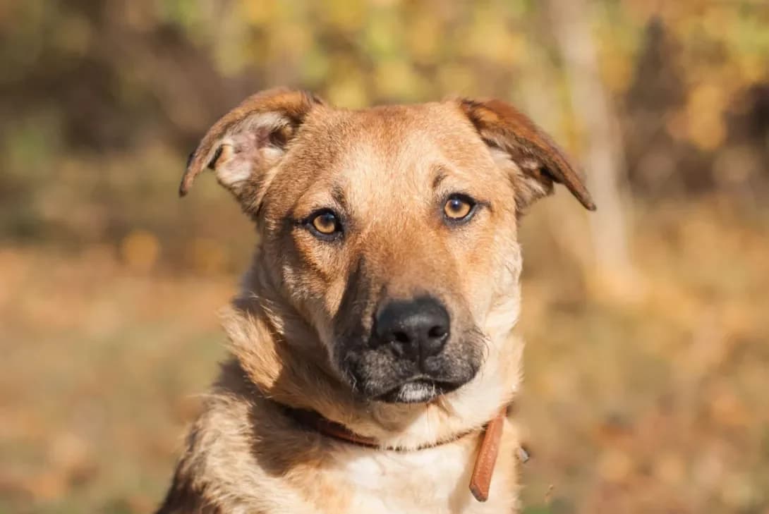 Charon (Чарон), Mixed Breed (Happy Paw Kyiv Oblast)