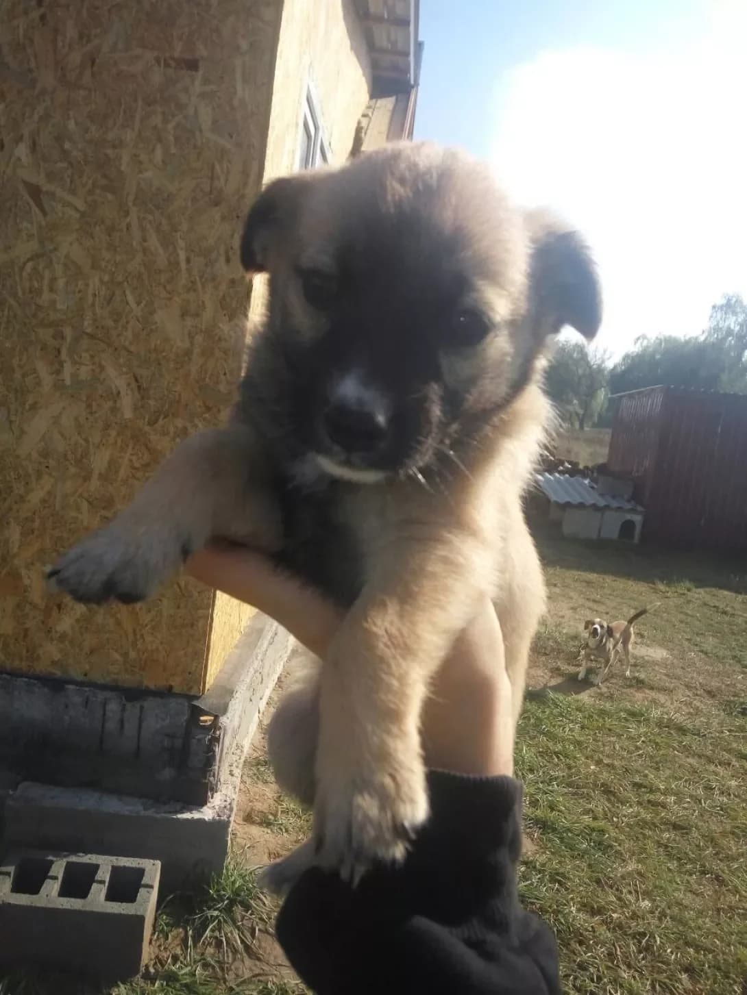 Krasotka (Красотка), Mixed Breed (Happy Paw Kyiv Oblast)