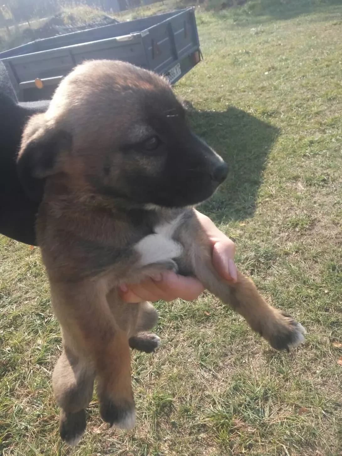 Chara (Чара), Mixed Breed (Happy Paw Kyiv Oblast)
