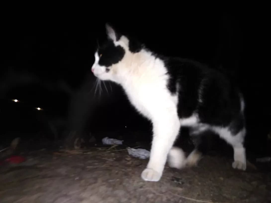 Betti (Бетти), female 7yo Mixed Breed for adoption at Happy Paw Zhytomyr Oblast