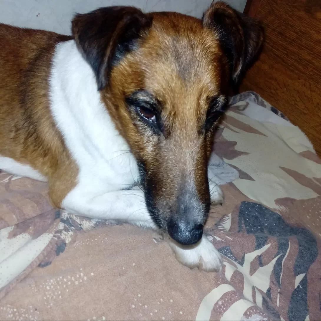 Foks (Фокс), male senior Mixed Breed for adoption at Happy Paw Kyiv Oblast