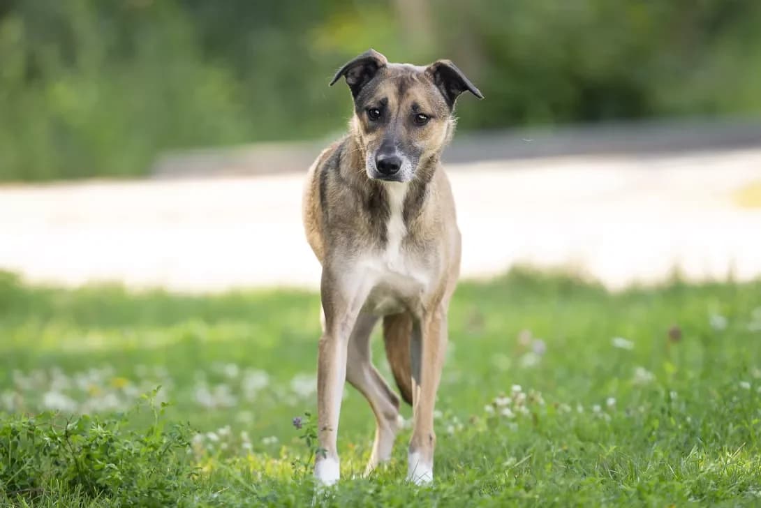 Yamsi (Ямсі), female 7yo Mixed Breed for adoption at Happy Paw Kyiv Oblast