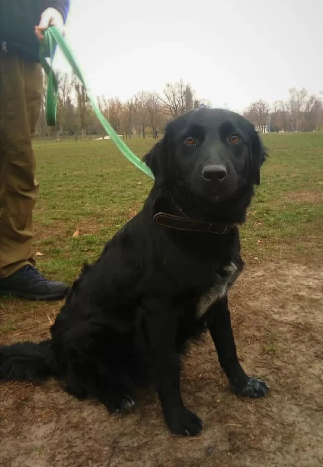 Sobaka (Собака), Mixed Breed (Happy Paw Kyiv Oblast)