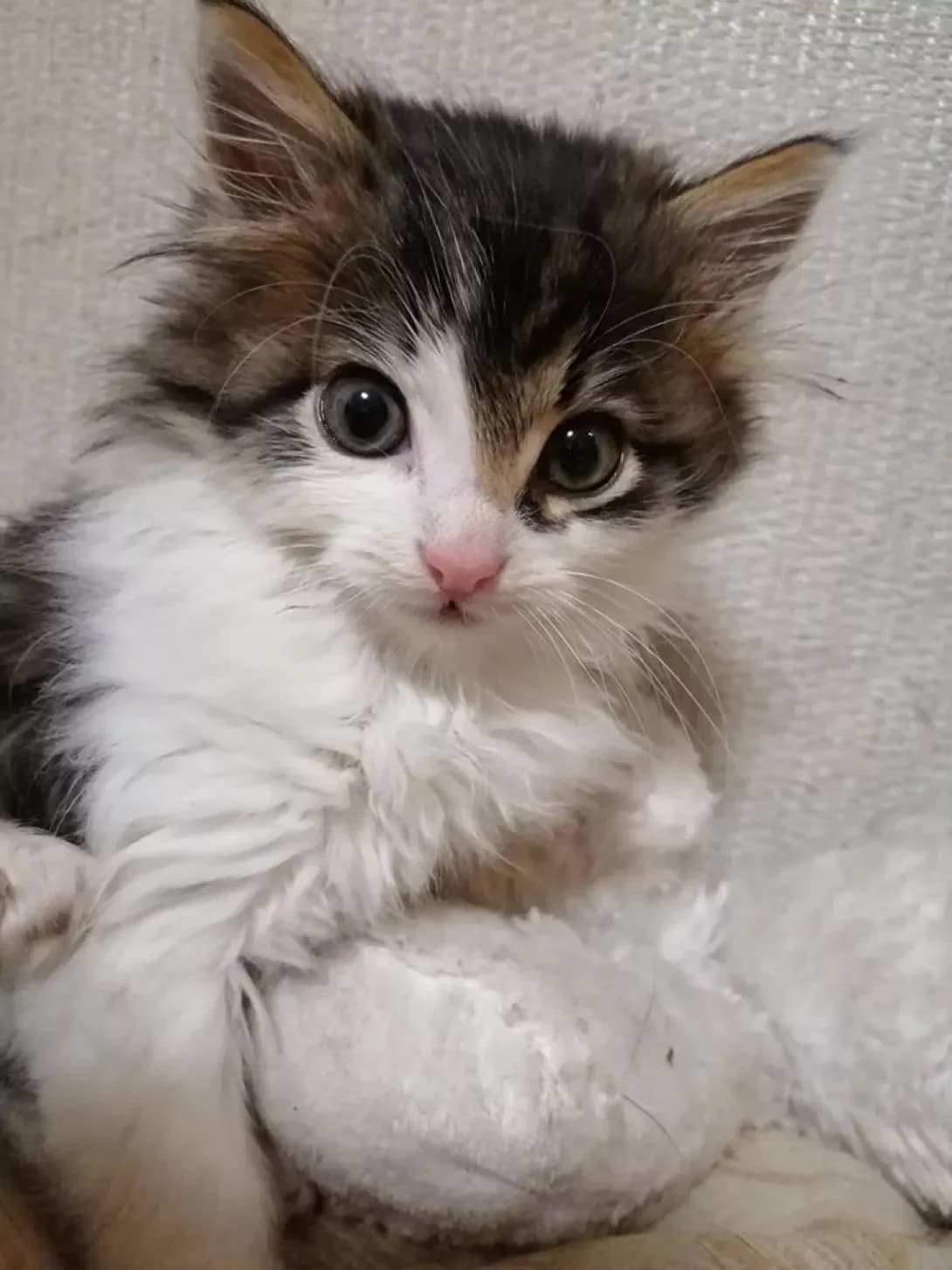 Kotleta (Котлета), female 6yo Mixed Breed for adoption at Happy Paw Kyiv Oblast