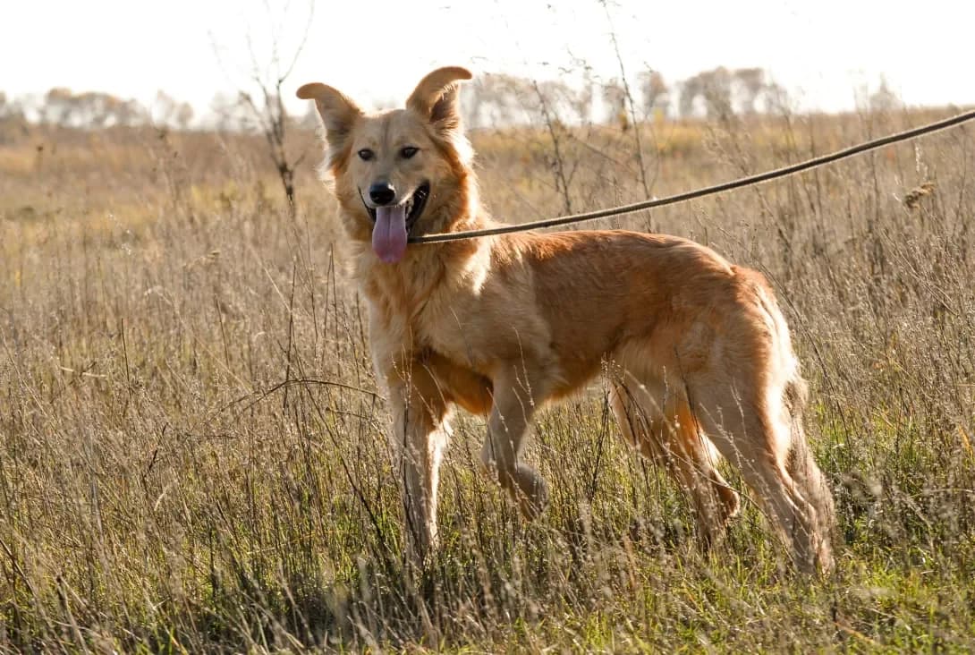 Rozzi (Роззі), female 7yo Mixed Breed for adoption at Happy Paw Kyiv