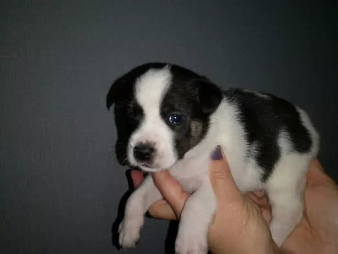 Eshli (Эшли), female 6yo Mixed Breed for adoption at Happy Paw Cherkasy Oblast