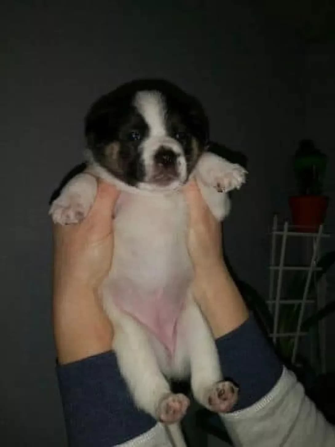 Adell (Аделль), female 6yo Mixed Breed for adoption at Happy Paw Cherkasy Oblast